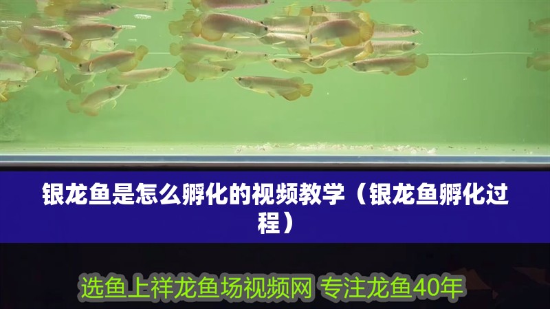 銀龍魚是怎么孵化的視頻教學（銀龍魚孵化過程）