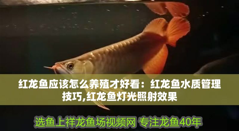 紅龍魚應該怎么養殖才好看：紅龍魚水質管理技巧,紅龍魚燈光照射效果