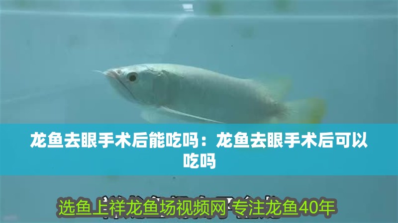 龍魚去眼手術(shù)后能吃嗎：龍魚去眼手術(shù)后可以吃嗎