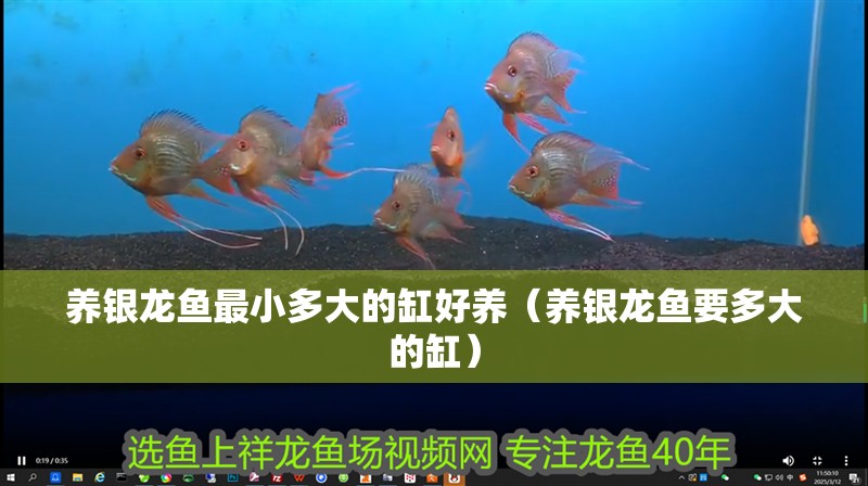 養(yǎng)銀龍魚最小多大的缸好養(yǎng)（養(yǎng)銀龍魚要多大的缸）