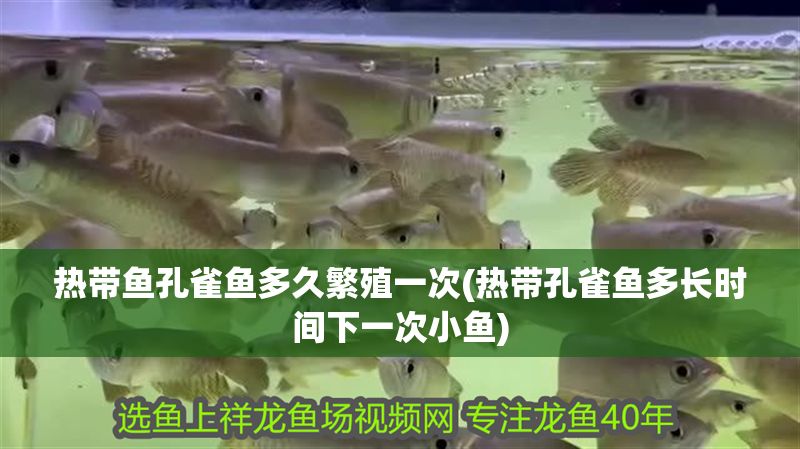 熱帶魚孔雀魚多久繁殖一次(熱帶孔雀魚多長時間下一次小魚)