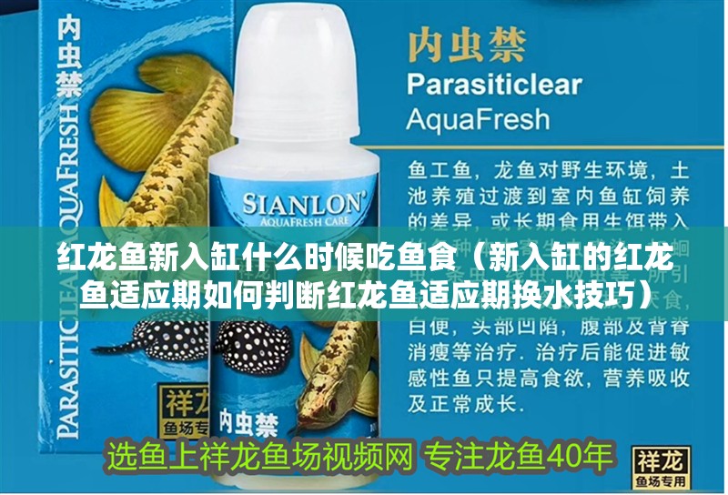 紅龍魚新入缸什么時(shí)候吃魚食（新入缸的紅龍魚適應(yīng)期如何判斷紅龍魚適應(yīng)期換水技巧）