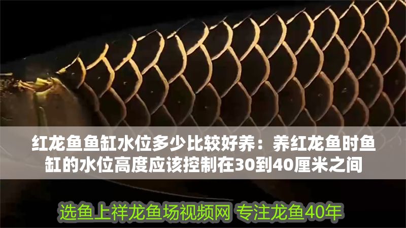 紅龍魚魚缸水位多少比較好養(yǎng)：養(yǎng)紅龍魚時(shí)魚缸的水位高度應(yīng)該控制在30到40厘米之間