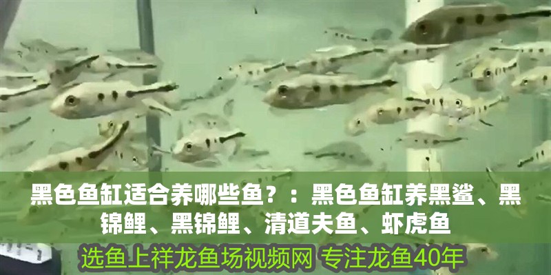 黑色魚缸適合養哪些魚？：黑色魚缸養黑鯊、黑錦鯉、黑錦鯉、清道夫魚、蝦虎魚 黑色魚缸適合養哪些魚？：黑色魚缸養黑鯊、黑錦鯉、黑錦鯉、清道夫魚、蝦虎魚 魚缸百科