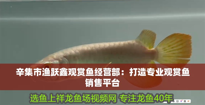 辛集市漁躍鑫觀賞魚經營部：打造專業觀賞魚銷售平臺