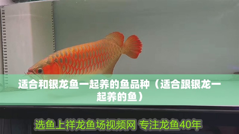 適合和銀龍魚一起養的魚品種（適合跟銀龍一起養的魚）