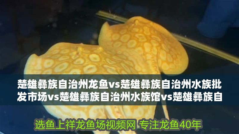 楚雄彝族自治州龍魚vs楚雄彝族自治州水族批發市場vs楚雄彝族自治州水族館vs楚雄彝族自治州魚缸批發市場vs祥龍魚場：楚雄彝族自治州魚缸批發市場和水族館特色展覽介紹