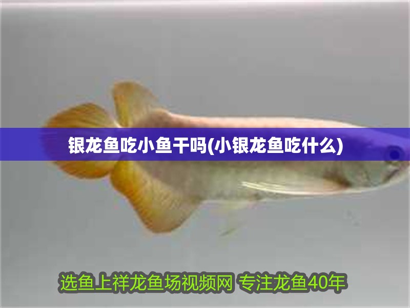 銀龍魚(yú)吃小魚(yú)干嗎(小銀龍魚(yú)吃什么)