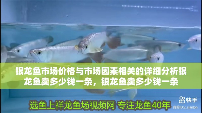 銀龍魚市場價格與市場因素相關的詳細分析銀龍魚賣多少錢一條，銀龍魚賣多少錢一條