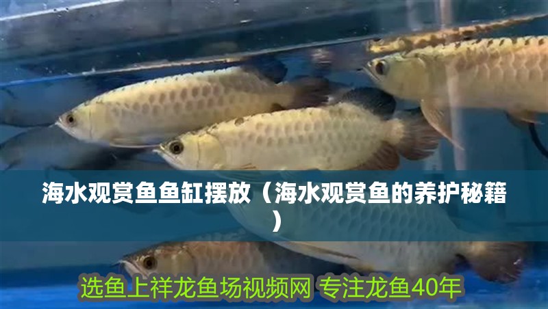 海水觀賞魚魚缸擺放（海水觀賞魚的養護秘籍）