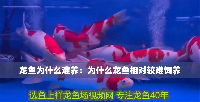 龍魚為什么難養：為什么龍魚相對較難飼養