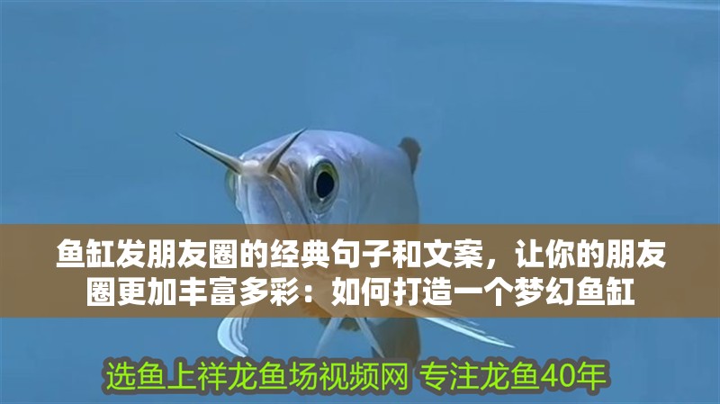 魚缸發(fā)朋友圈的經典句子和文案，讓你的朋友圈更加豐富多彩：如何打造一個夢幻魚缸