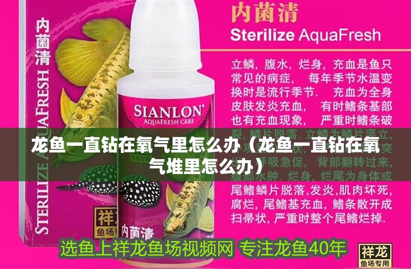 龍魚一直鉆在氧氣里怎么辦（龍魚一直鉆在氧氣堆里怎么辦）