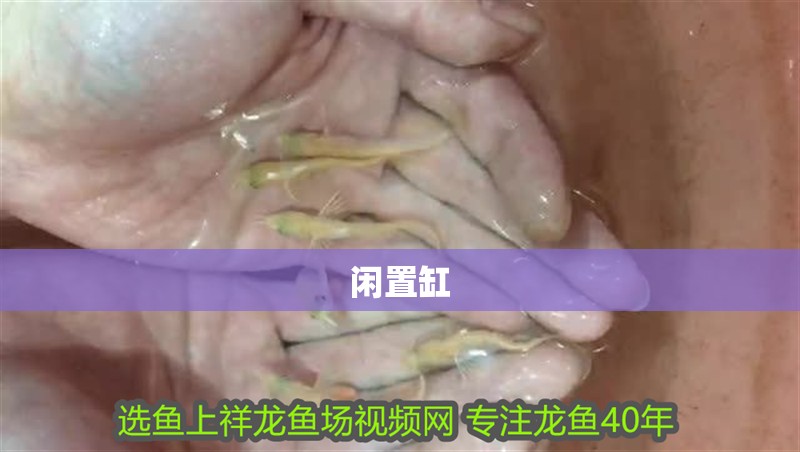 印尼虎魚多少溫度飼養(yǎng)最好:印尼虎魚多少溫度飼養(yǎng)最好印尼虎魚多少溫度飼養(yǎng)最好 閑置缸 銀龍魚百科 閑置缸 閑置缸 銀龍魚百科