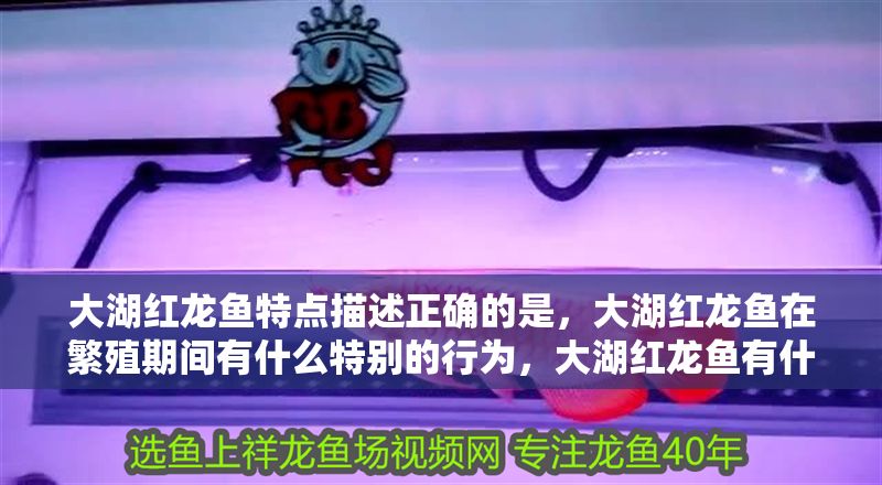 大湖紅龍魚(yú)特點(diǎn)描述正確的是，大湖紅龍魚(yú)在繁殖期間有什么特別的行為，大湖紅龍魚(yú)有什么特點(diǎn)