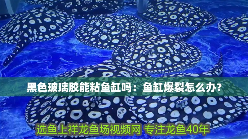 黑色玻璃膠能粘魚缸嗎：魚缸爆裂怎么辦？