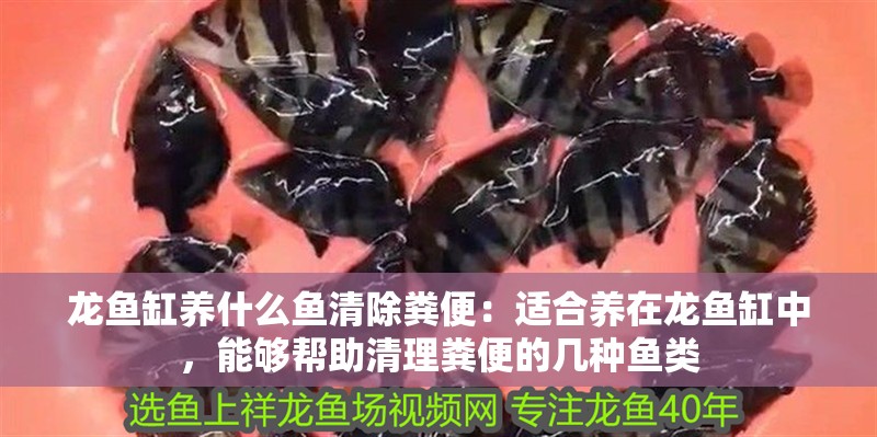 龍魚缸養什么魚清除糞便：適合養在龍魚缸中，能夠幫助清理糞便的幾種魚類