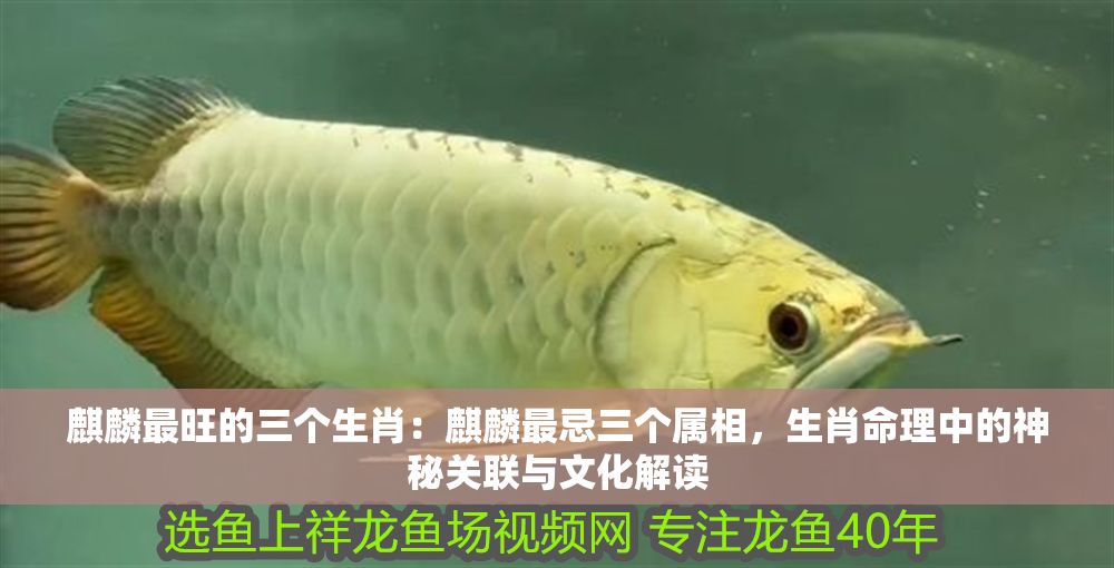 <strong><mark>麒麟</mark></strong>最旺的三個生肖：<strong><mark>麒麟</mark></strong>最忌三個屬相，生肖命理中的神秘關聯與文化解讀