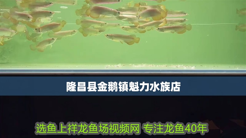 隆昌縣金鵝鎮魁力水族店