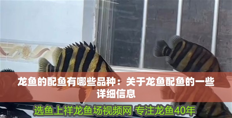 龍魚的配魚有哪些品種：關(guān)于龍魚配魚的一些詳細(xì)信息