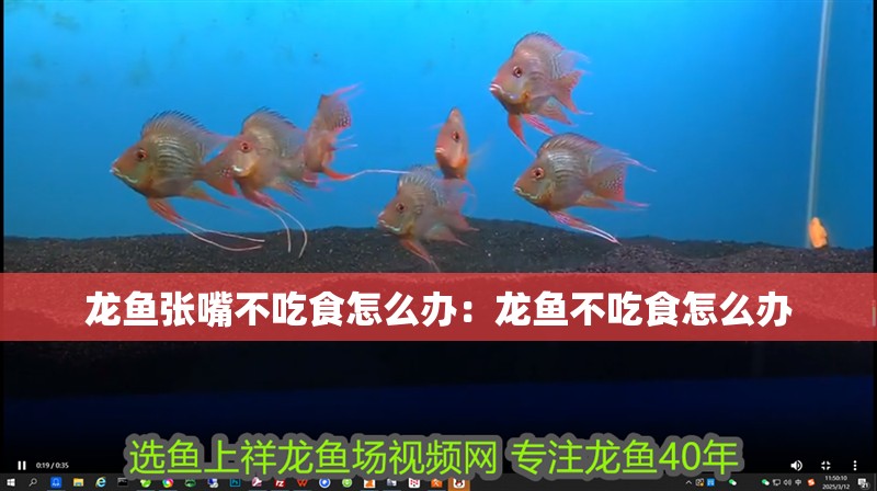 龍魚張嘴不吃食怎么辦：龍魚不吃食怎么辦