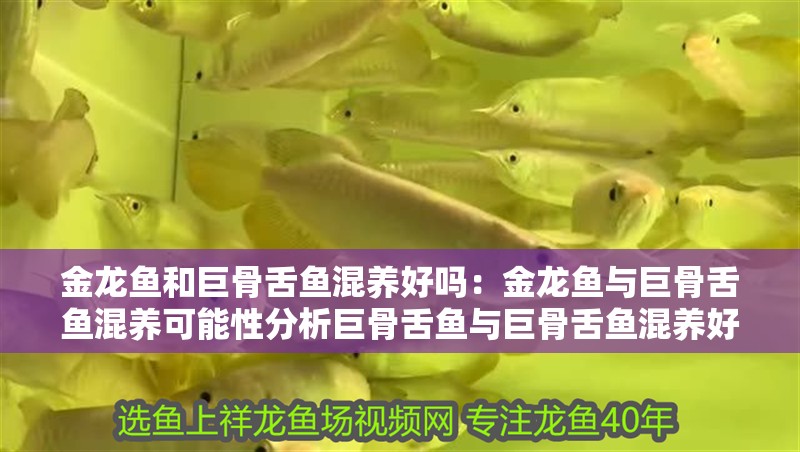 金龍魚和巨骨舌魚混養(yǎng)好嗎：金龍魚與巨骨舌魚混養(yǎng)可能性分析巨骨舌魚與巨骨舌魚混養(yǎng)好嗎 金龍魚和巨骨舌魚混養(yǎng)好嗎：金龍魚與巨骨舌魚混養(yǎng)可能性分析巨骨舌魚與巨骨舌魚混養(yǎng)好嗎 龍魚百科