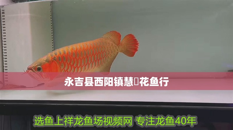 永吉縣西陽(yáng)鎮(zhèn)慧豐花魚(yú)行