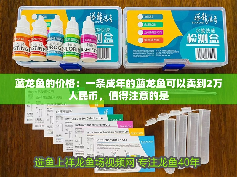 藍龍魚的價格：一條成年的藍龍魚可以賣到2萬人民幣，值得注意的是
