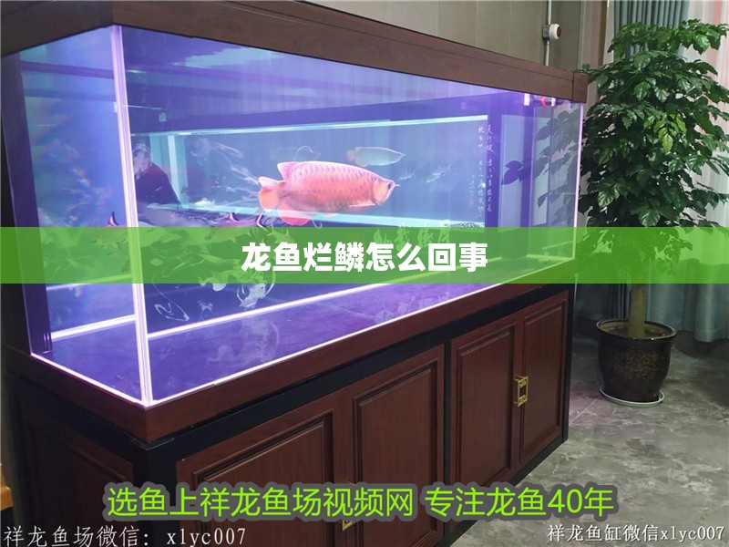 龍魚爛鱗怎么回事