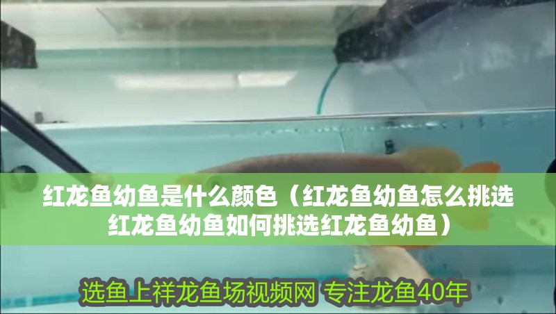 紅龍魚幼魚是什么顏色（紅龍魚幼魚怎么挑選紅龍魚幼魚如何挑選紅龍魚幼魚）