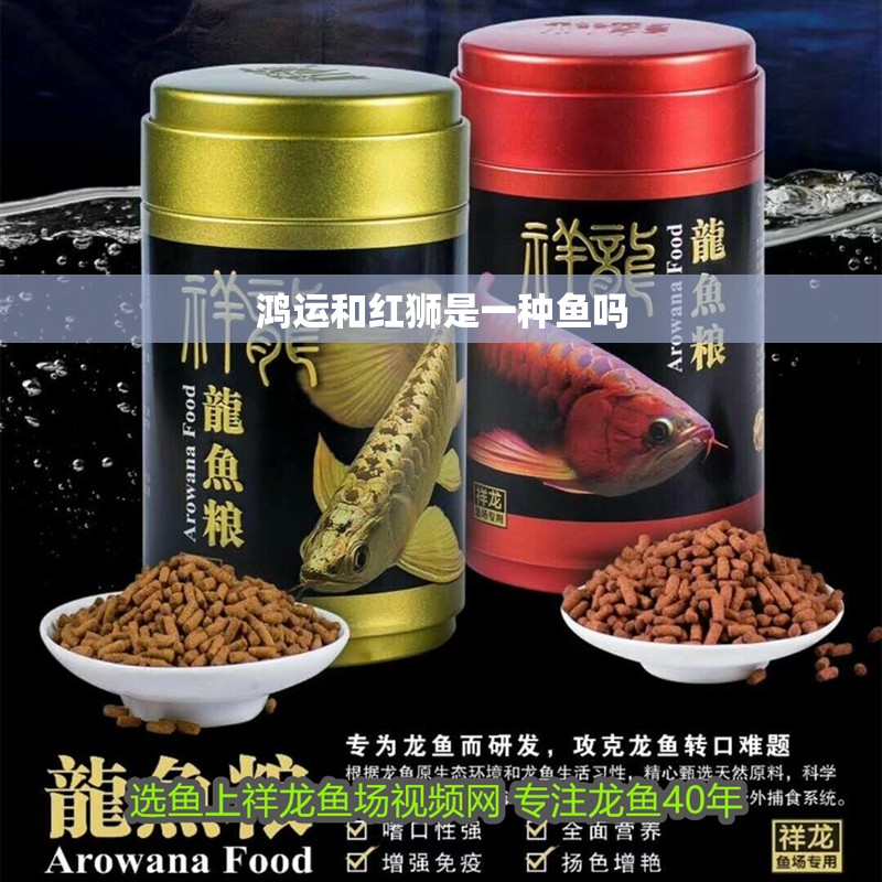 鴻運(yùn)和紅獅是一種魚嗎