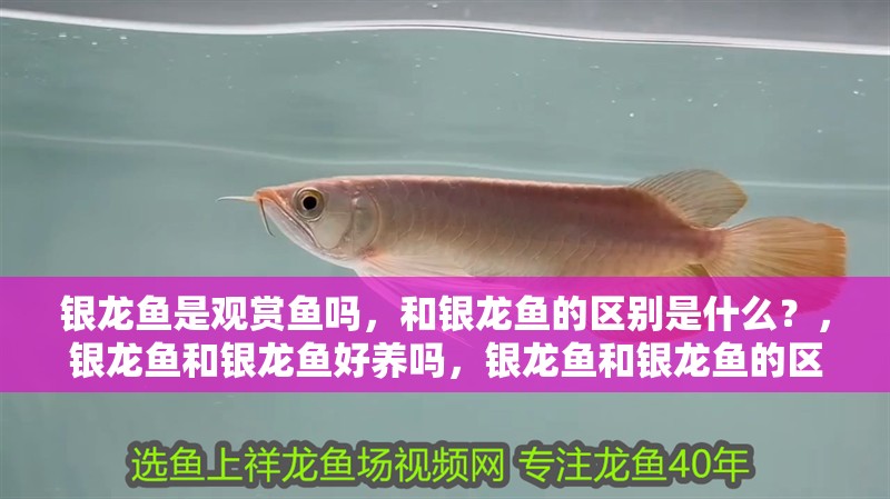 銀龍魚是觀賞魚嗎，和銀龍魚的區(qū)別是什么？，銀龍魚和銀龍魚好養(yǎng)嗎，銀龍魚和銀龍魚的區(qū)別是什么