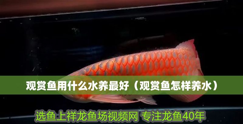 觀賞魚用什么水養最好（觀賞魚怎樣養水）