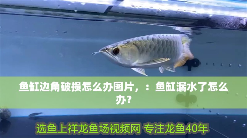 魚缸邊角破損怎么辦圖片，：魚缸漏水了怎么辦？ 魚缸邊角破損怎么辦圖片，：魚缸漏水了怎么辦？ 魚缸百科