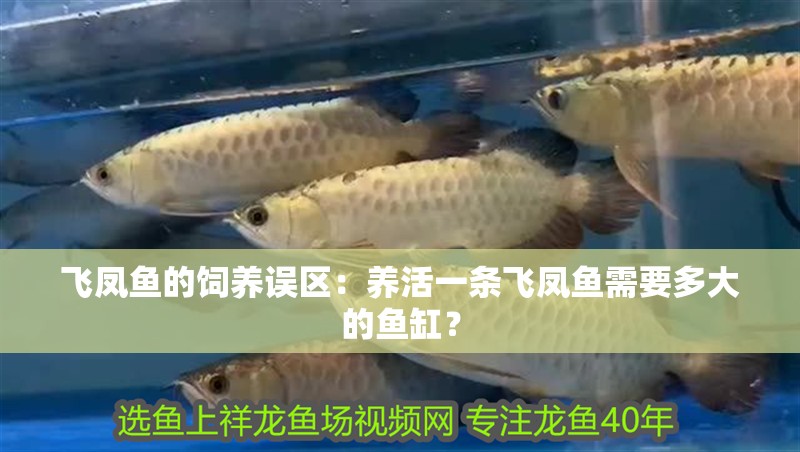 飛鳳魚的飼養誤區：養活一條飛鳳魚需要多大的魚缸？