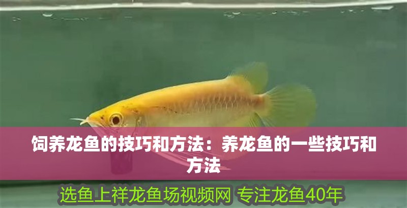 飼養龍魚的技巧和方法：養龍魚的一些技巧和方法