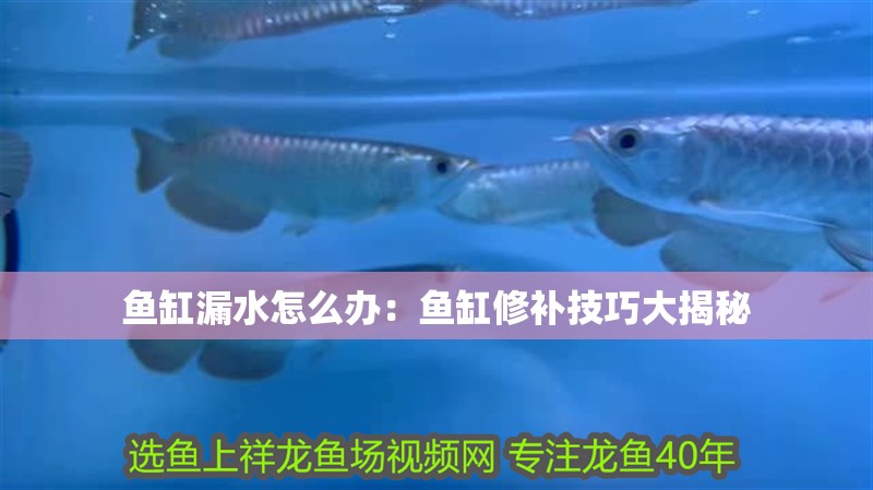 魚缸漏水怎么辦：魚缸修補(bǔ)技巧大揭秘