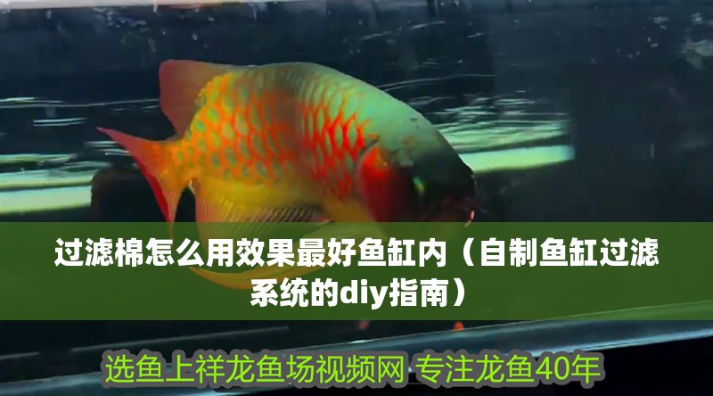 過濾棉怎么用效果最好魚缸內（自制魚缸過濾系統的diy指南）