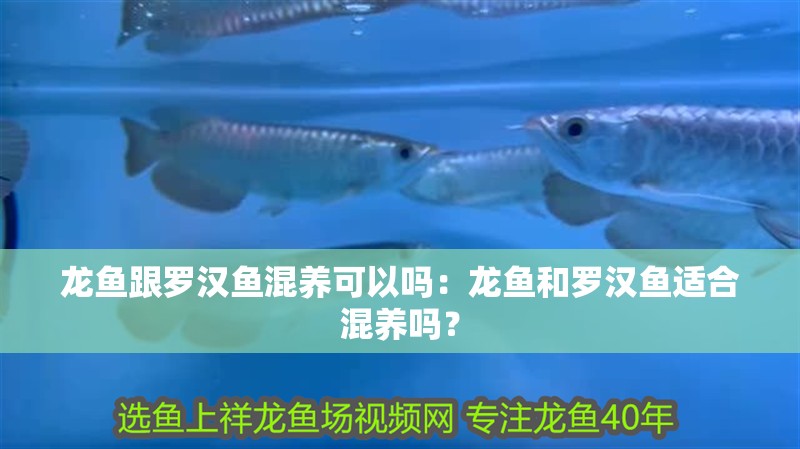 龍魚跟羅漢魚混養可以嗎：龍魚和羅漢魚適合混養嗎？