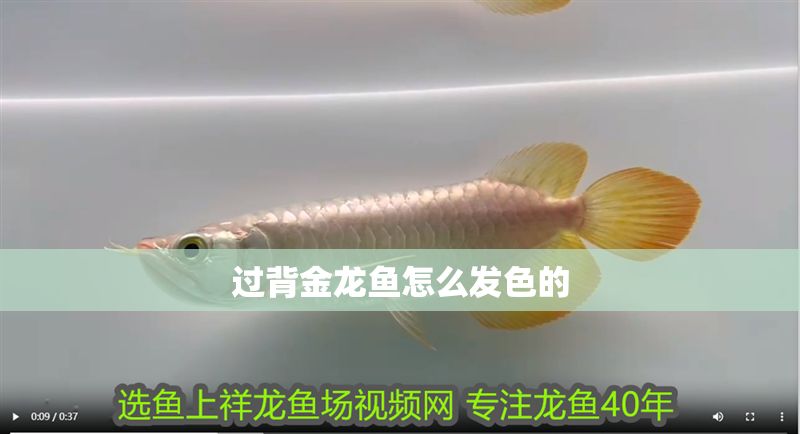 過背金龍魚怎么發(fā)色的