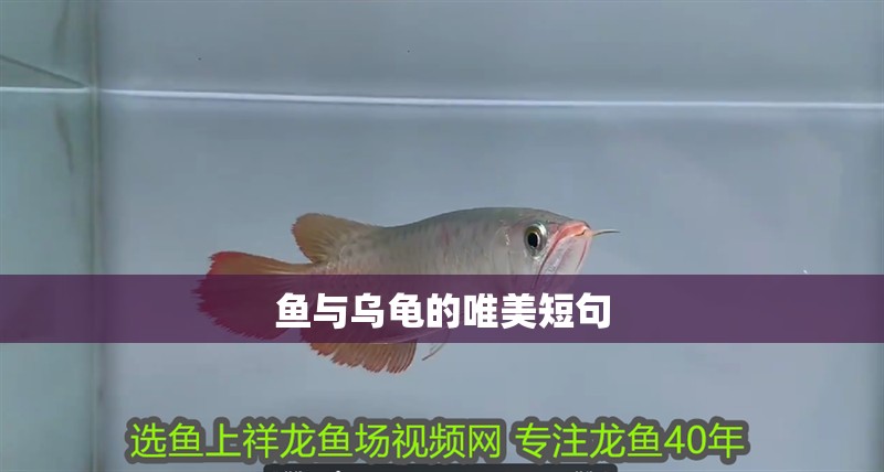 魚與烏龜的唯美短句