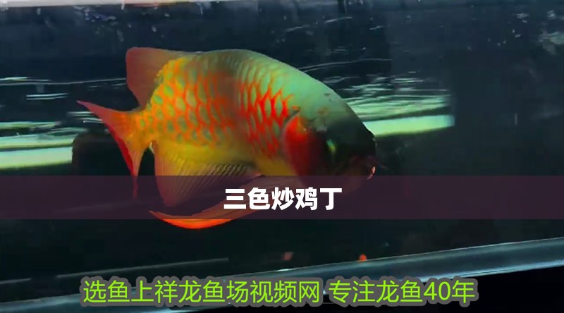 三色炒雞丁 三色炒雞丁 龍魚論壇