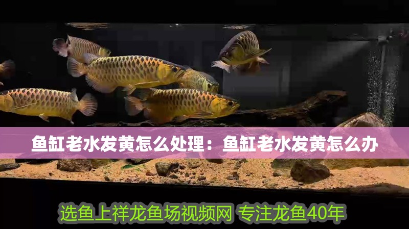 魚缸老水發黃怎么處理：魚缸老水發黃怎么辦