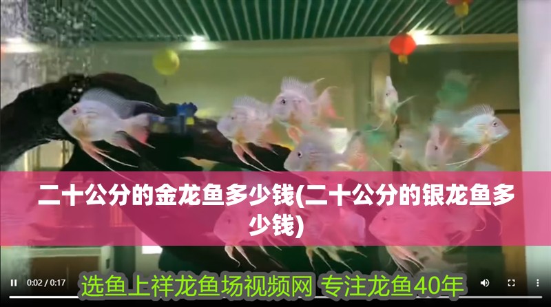 二十公分的金龍魚多少錢(二十公分的銀龍魚多少錢)