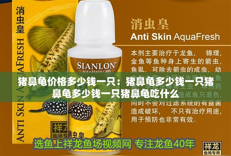 豬鼻龜價格多少錢一只：豬鼻龜多少錢一只豬鼻龜多少錢一只豬鼻龜吃什么