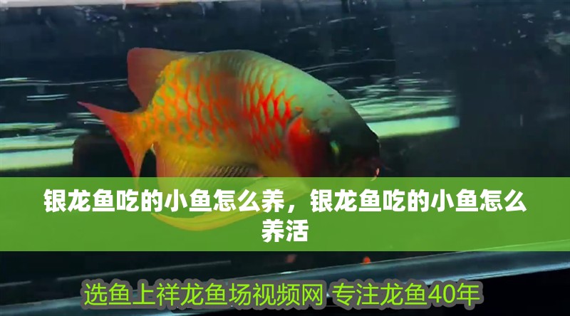 銀龍魚吃的小魚怎么養，銀龍魚吃的小魚怎么養活