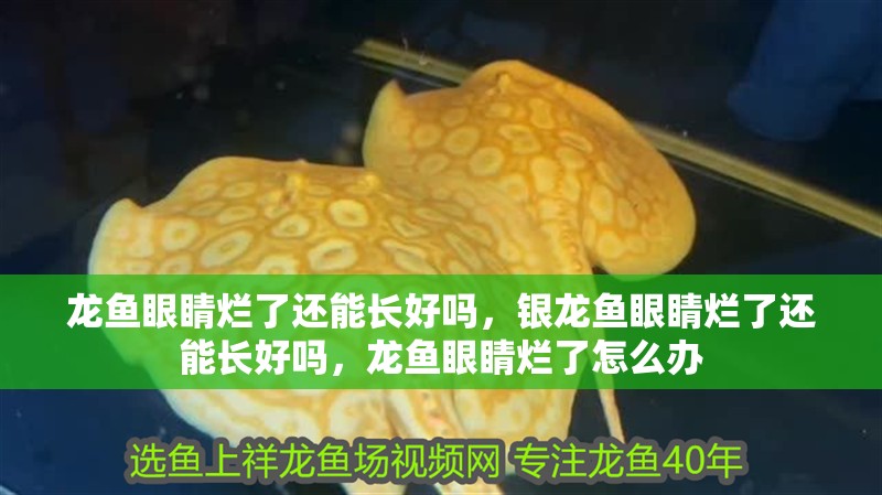 龍魚眼睛爛了還能長好嗎，銀龍魚眼睛爛了還能長好嗎，龍魚眼睛爛了怎么辦