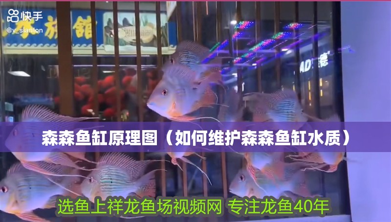 森森魚缸原理圖（如何維護森森魚缸水質）