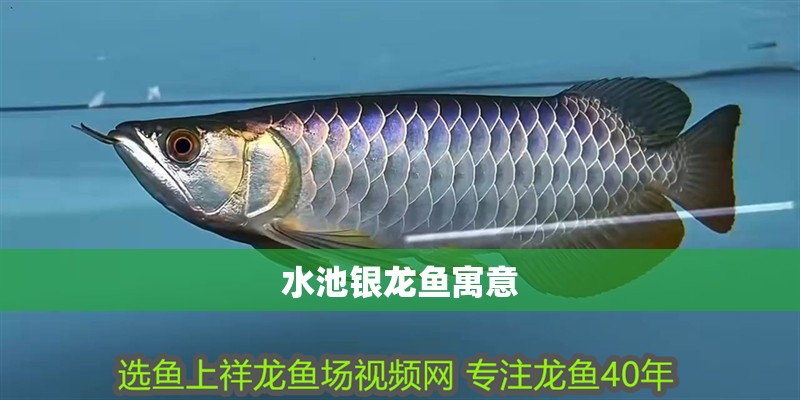 詳細閱讀:水池銀龍魚寓意 水池銀龍魚寓意