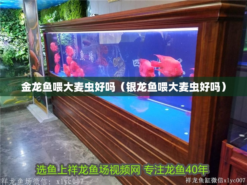 金龍魚喂大麥蟲好嗎（銀龍魚喂大麥蟲好嗎）